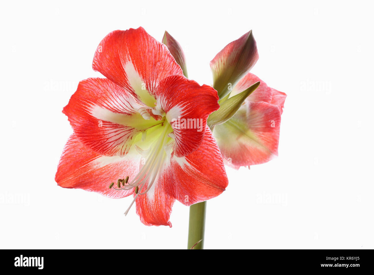 Amaryllis, der amaryllidaceae Hippeastrum, tiefrosa Blüten auf Stammzellen von einer reinen weißen Hintergrund. Stockfoto