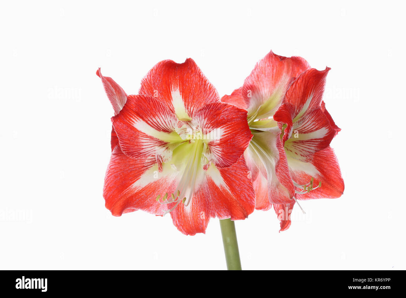 Amaryllis, der amaryllidaceae Hippeastrum, tiefrosa Blüten auf Stammzellen von einer reinen weißen Hintergrund. Stockfoto