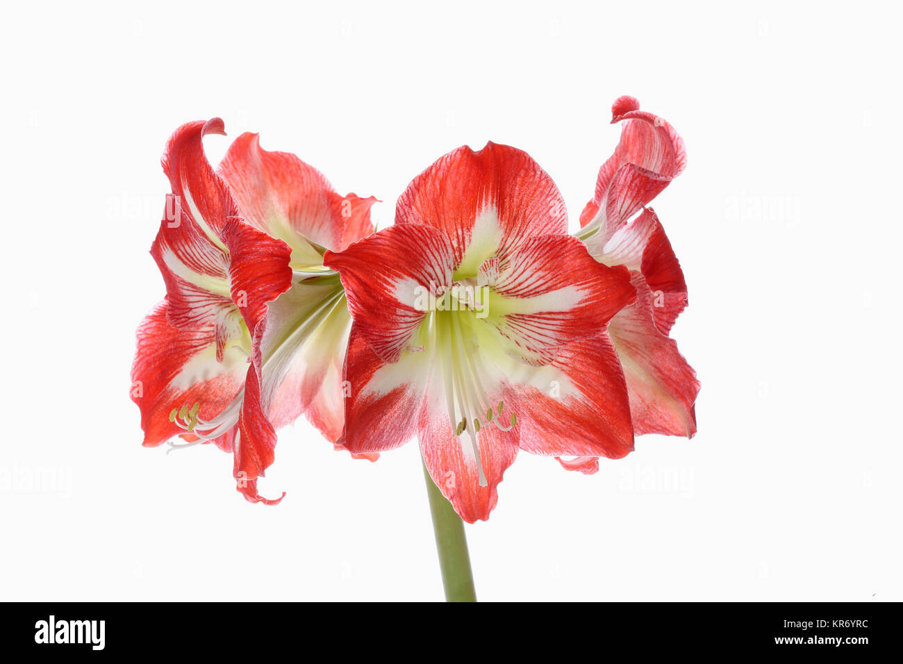 Amaryllis, der amaryllidaceae Hippeastrum, tiefrosa Blüten auf Stammzellen von einer reinen weißen Hintergrund. Stockfoto