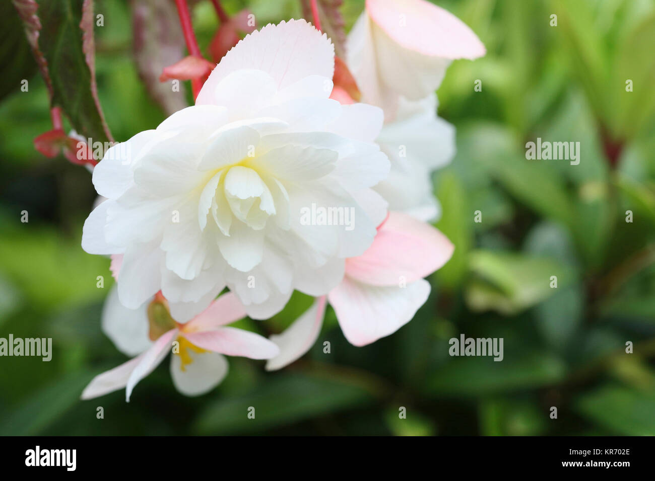 Begonia, hängende geöffnete weiße Blüte mit einem Hauch von Gelb in der Mitte. Stockfoto