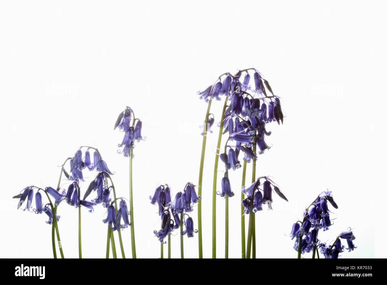 Bluebell, Englisch bluebell, Hyacinthoides non-scripta, Stiele und hellblauen Blüten vor einem weißen Hintergrund angezeigt. Stockfoto
