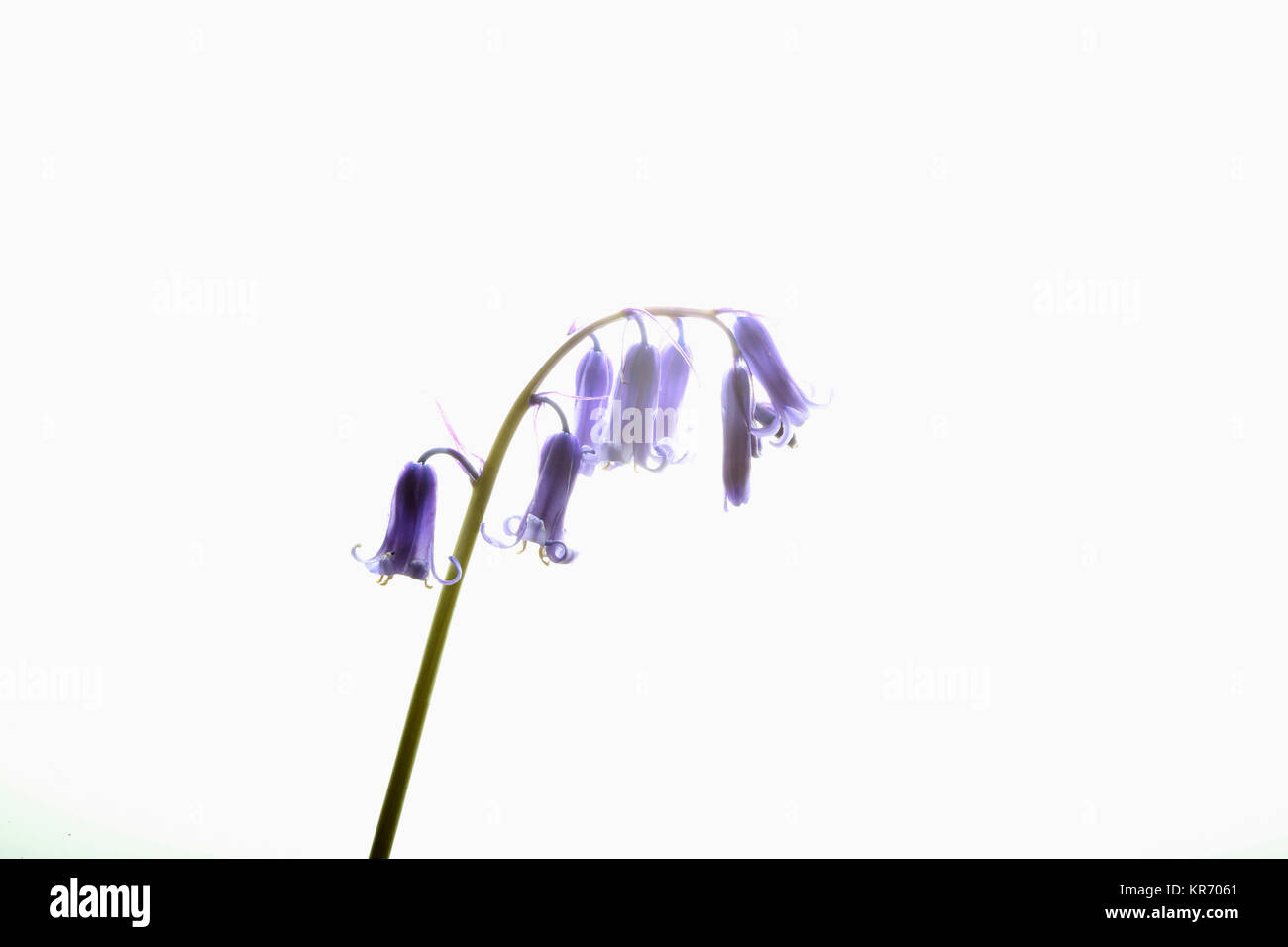 Bluebell, Englisch bluebell, Hyacinthoides non-scripta, einzelnen Stamm und blass blaue Blume Kopf gegen einen reinen, weißen Hintergrund angezeigt. Stockfoto
