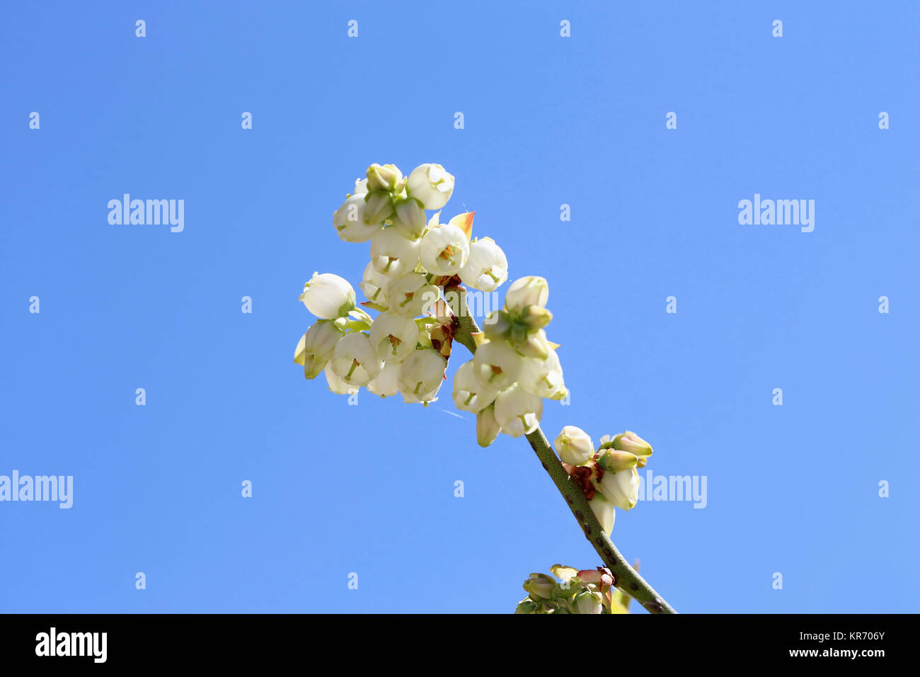 Heidelbeere Vaccinium, Stammzellen von Bush mit offenen Blüten. Stockfoto