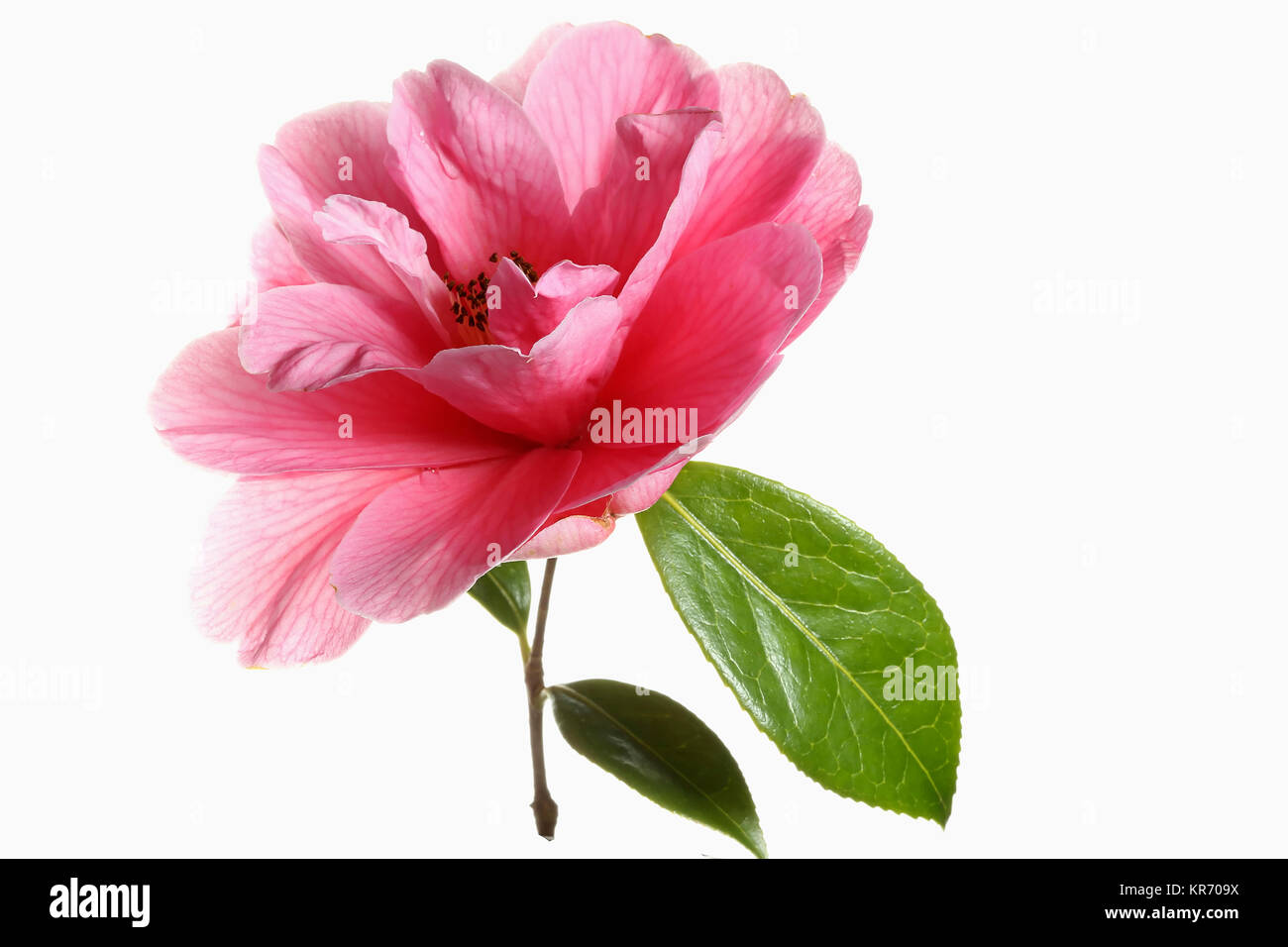 Kamelie Kamelie, Single rosa Blume mit Blättern auf einen kurzen Stamm gegen einen reinen, weißen Hintergrund angezeigt. Stockfoto