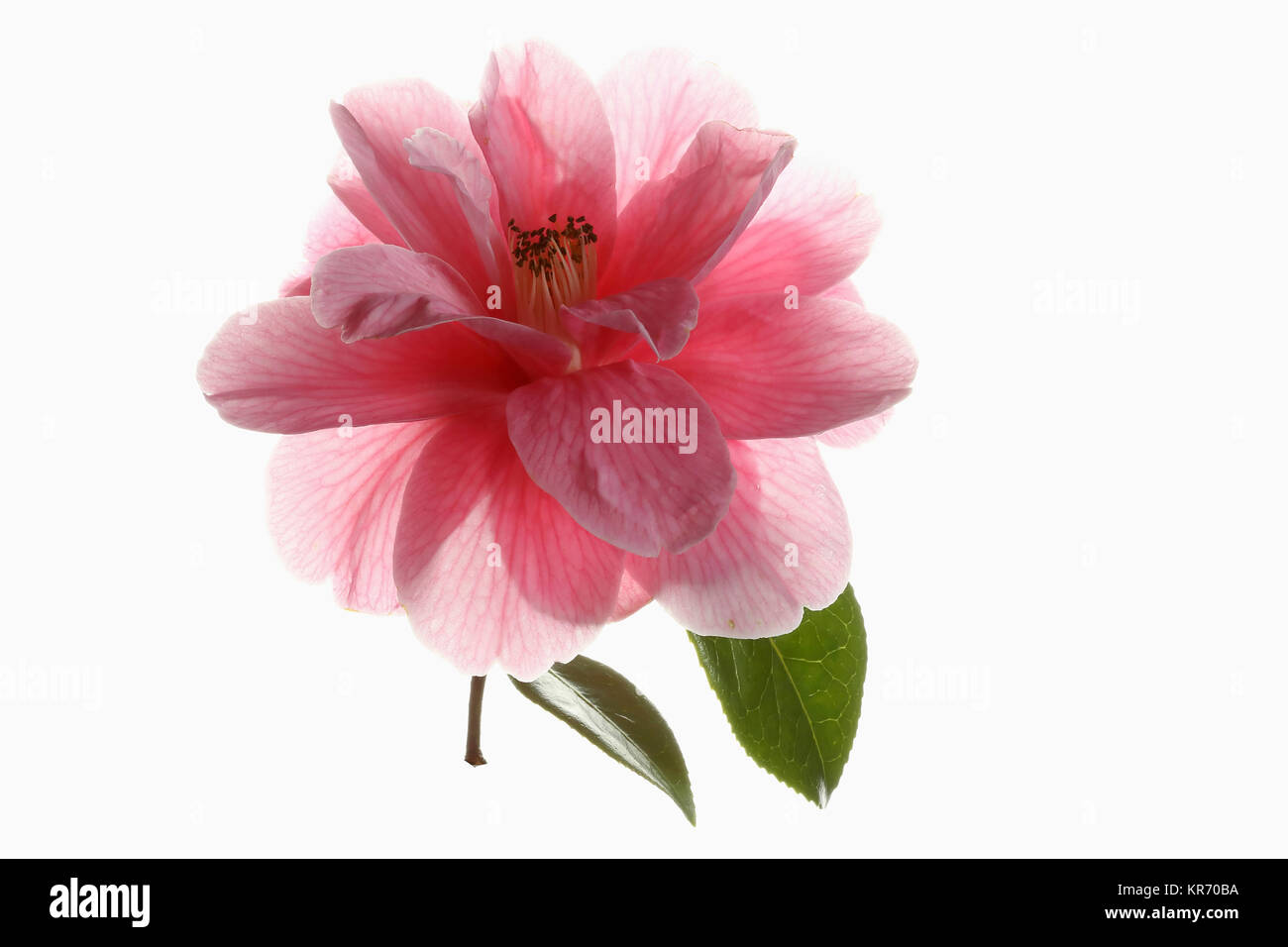 Kamelie Kamelie, Single rosa Blume mit Blättern auf einen kurzen Stamm gegen einen reinen, weißen Hintergrund angezeigt. Stockfoto