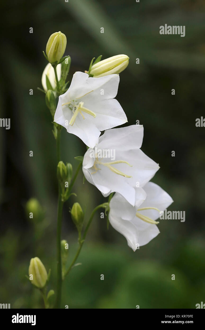 Canterbury Bell, Campanula Medium, Nahaufnahme von 3 offenen Blüten und Knospen an einem Stiel. Stockfoto