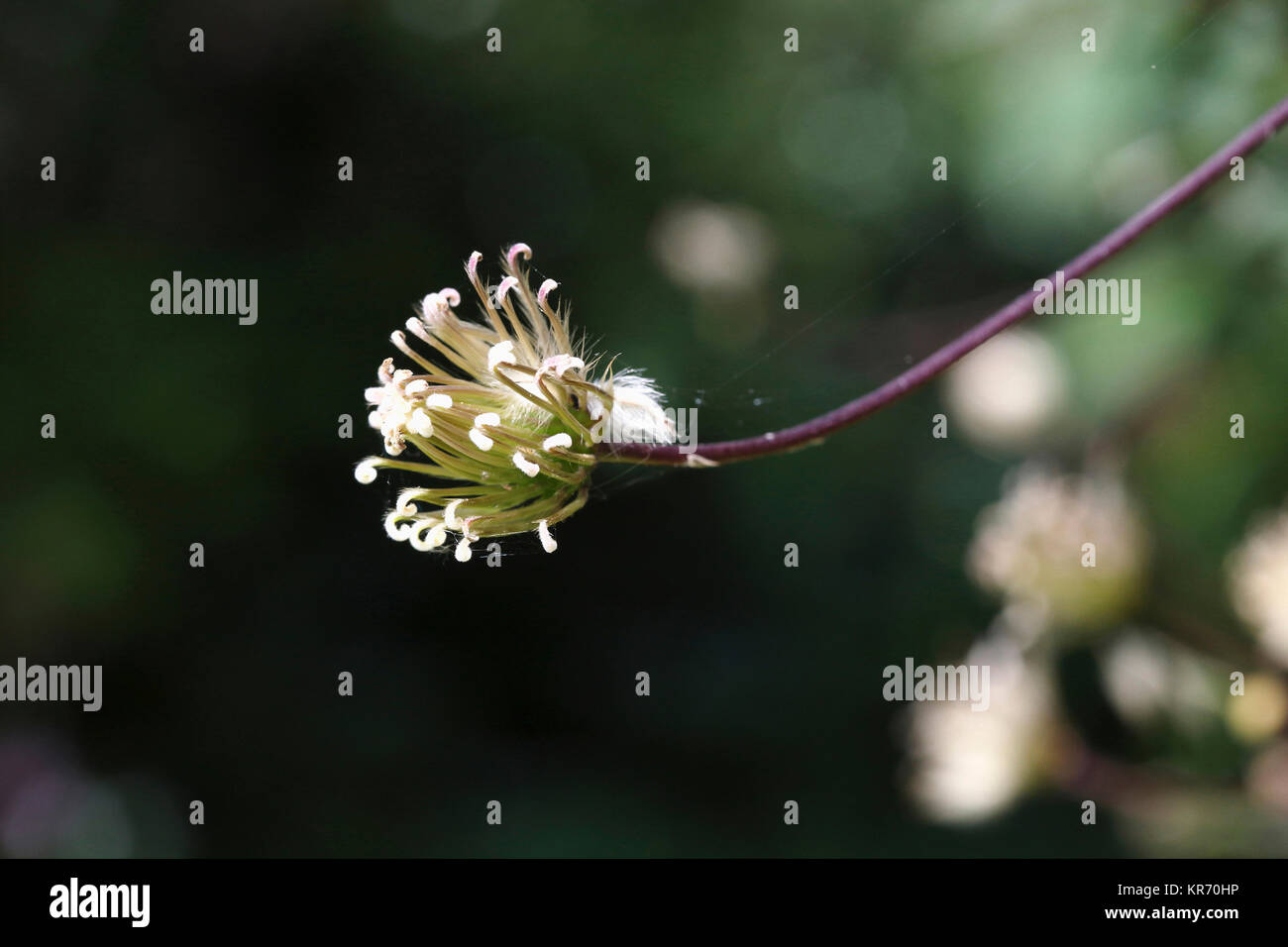 Clematis, Clematis montana Wilsonii, einem geöffneten Blüte ona Stamm, gesetzt hat und gehen zu den Samen. Stockfoto