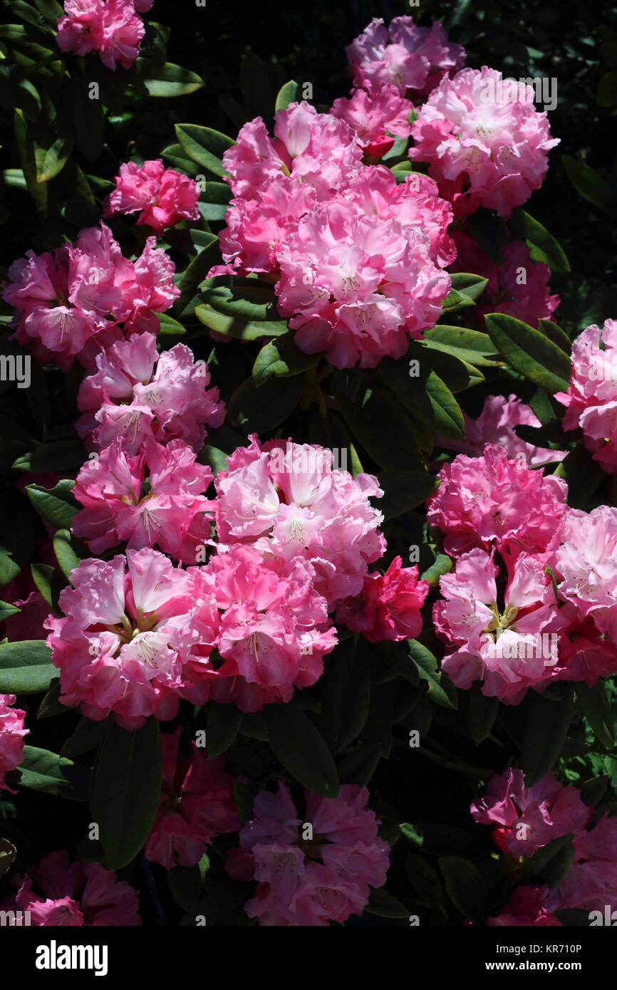 Rhododendron, Rhododendron yakushimanum Rosy Traum x 'Britannia', tief rosa Blumen in voller Blüte getragen auf einem Busch. Stockfoto