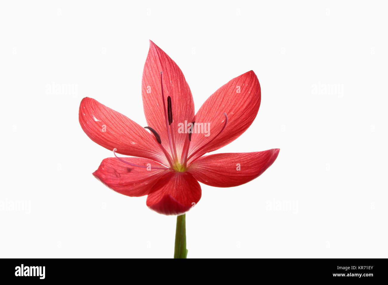 Kaffir Lily, Schizostylis coccinea, einzelne offene tief rosa Blume Kopf auf einem einzelnen Stamm mit Filamenten und staubblatt gegen einen reinen weißen Hintergrund gedreht. Stockfoto