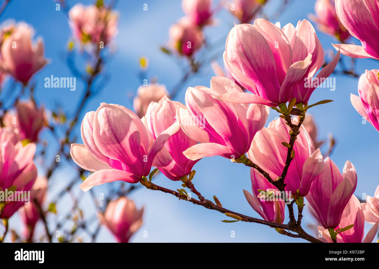 Magnolia Blumen Zweig auf blauen Himmelshintergrund Stockfoto