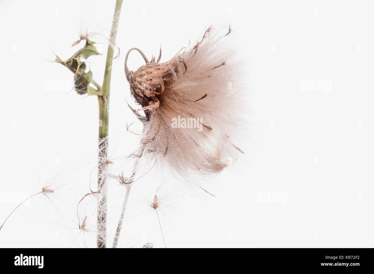 Distel, Creeping Thistle, Cirsium arvense, stdio Schuß von seedhead. Stockfoto