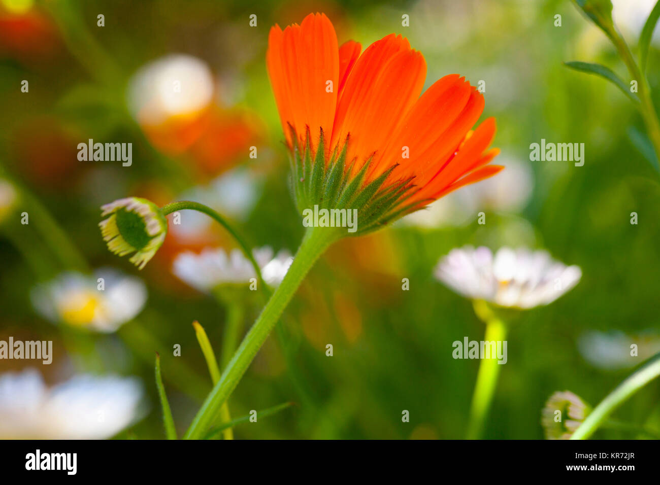 Ringelblume, Calendula officinalis, orangefarbene Blume wächst Outdoor. Stockfoto