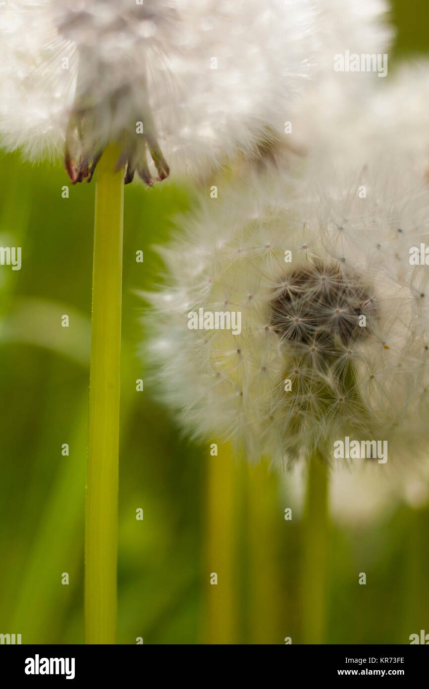 Löwenzahn, Taraxacum Officinale, in der Nähe von seedhead outdoor Übersicht cypsela. Stockfoto