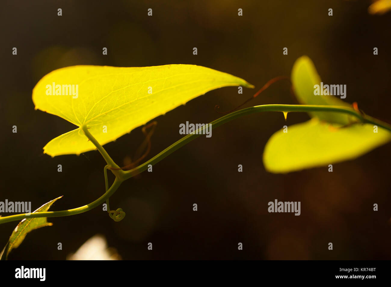 Wilde Ranken, beleuchtete grüne Herz geformten verlassen in schweren Schatten im Außenbereich. Stockfoto