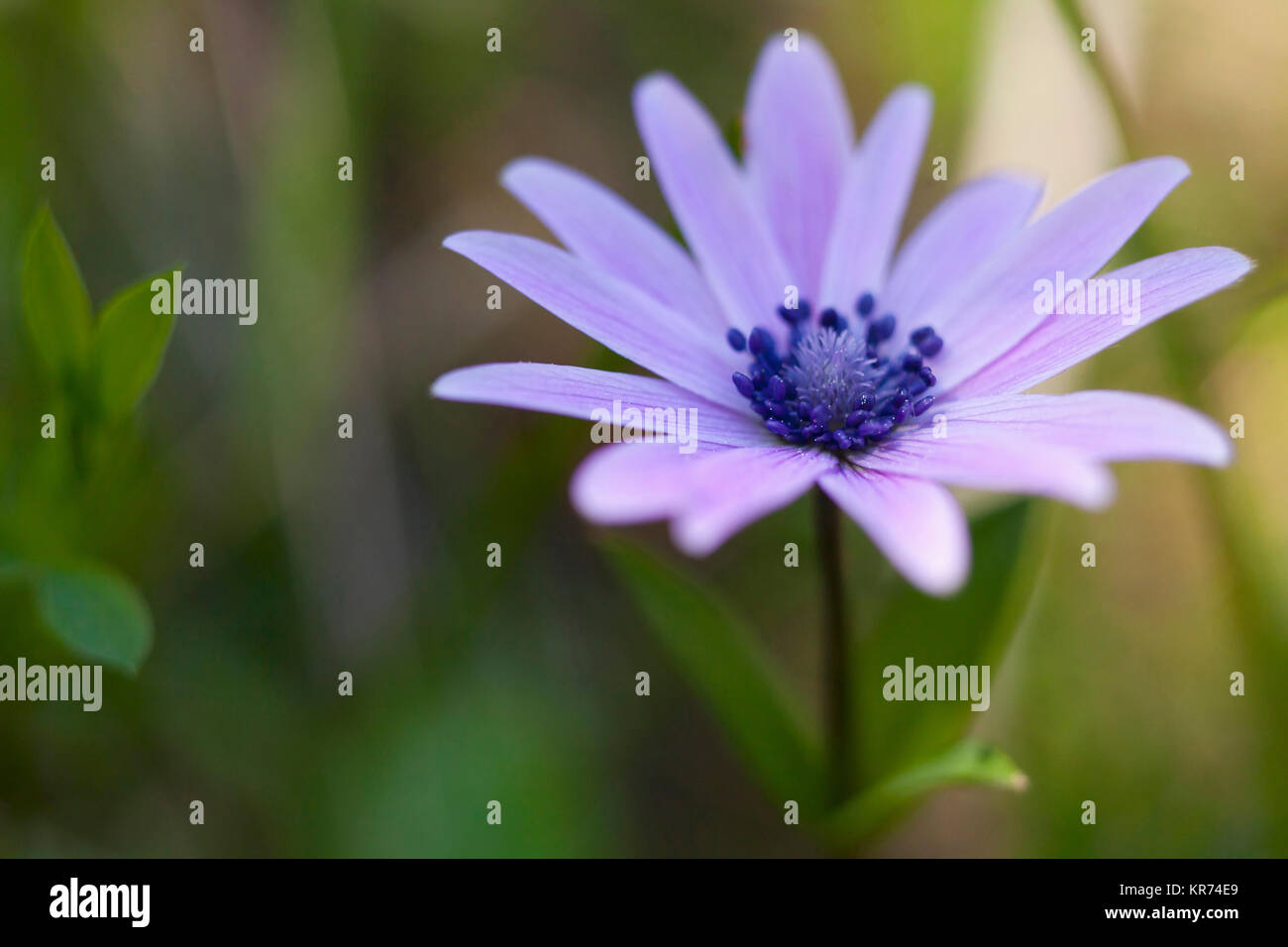 Anemone, Anemone heldreichi, Hortensis, Seitenansicht von mauve farbige Blume wächst outdoor Übersicht Staubblatt. Stockfoto