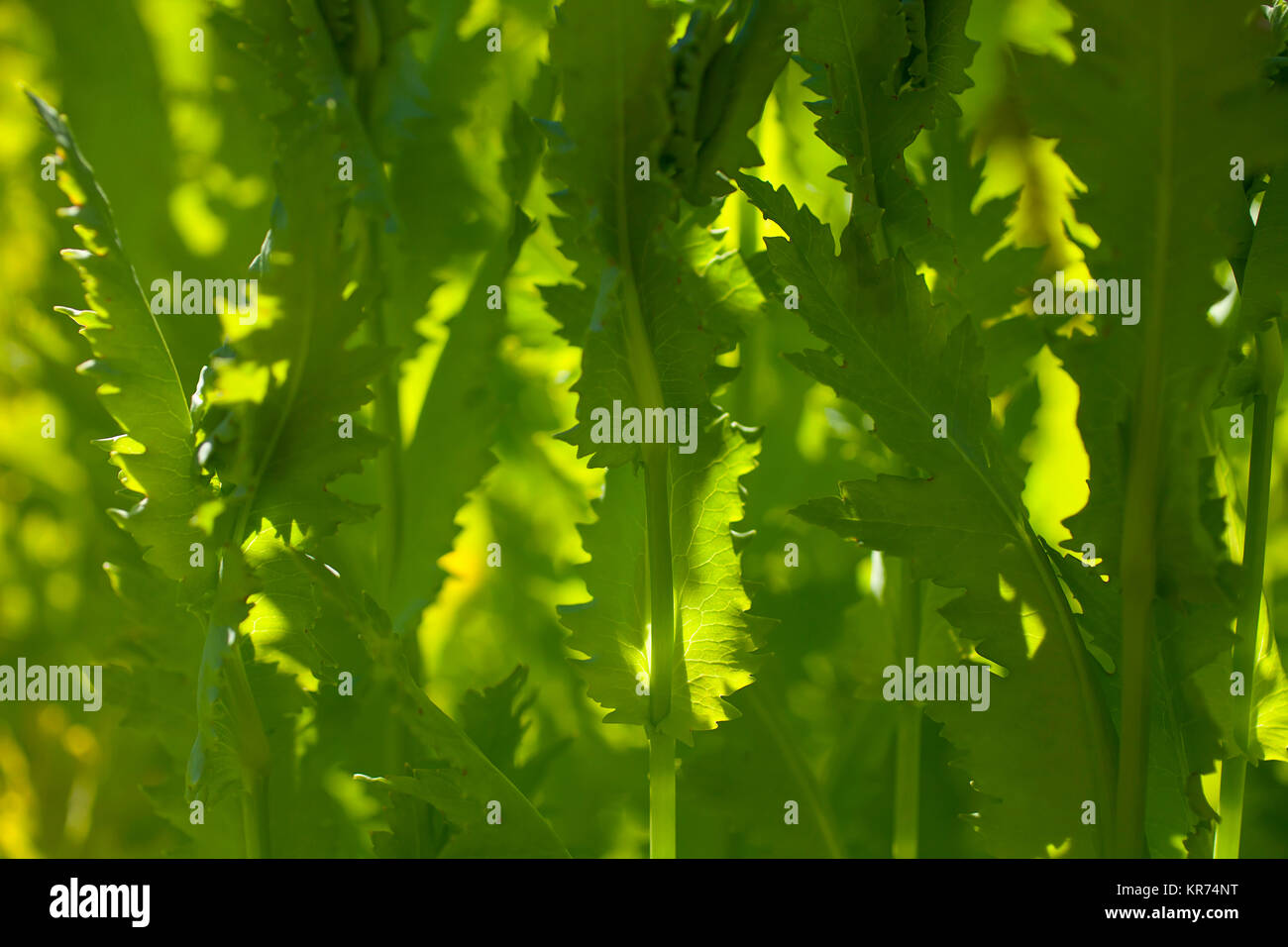 Poppy, Papaver, Detail der grüne Laub wächst Outdoor. Stockfoto