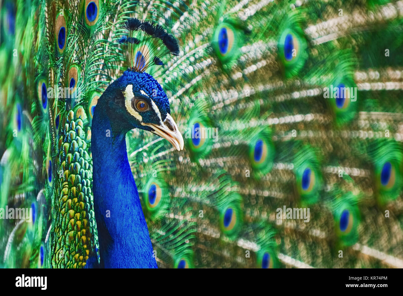 Porträt von Pfau Stockfoto