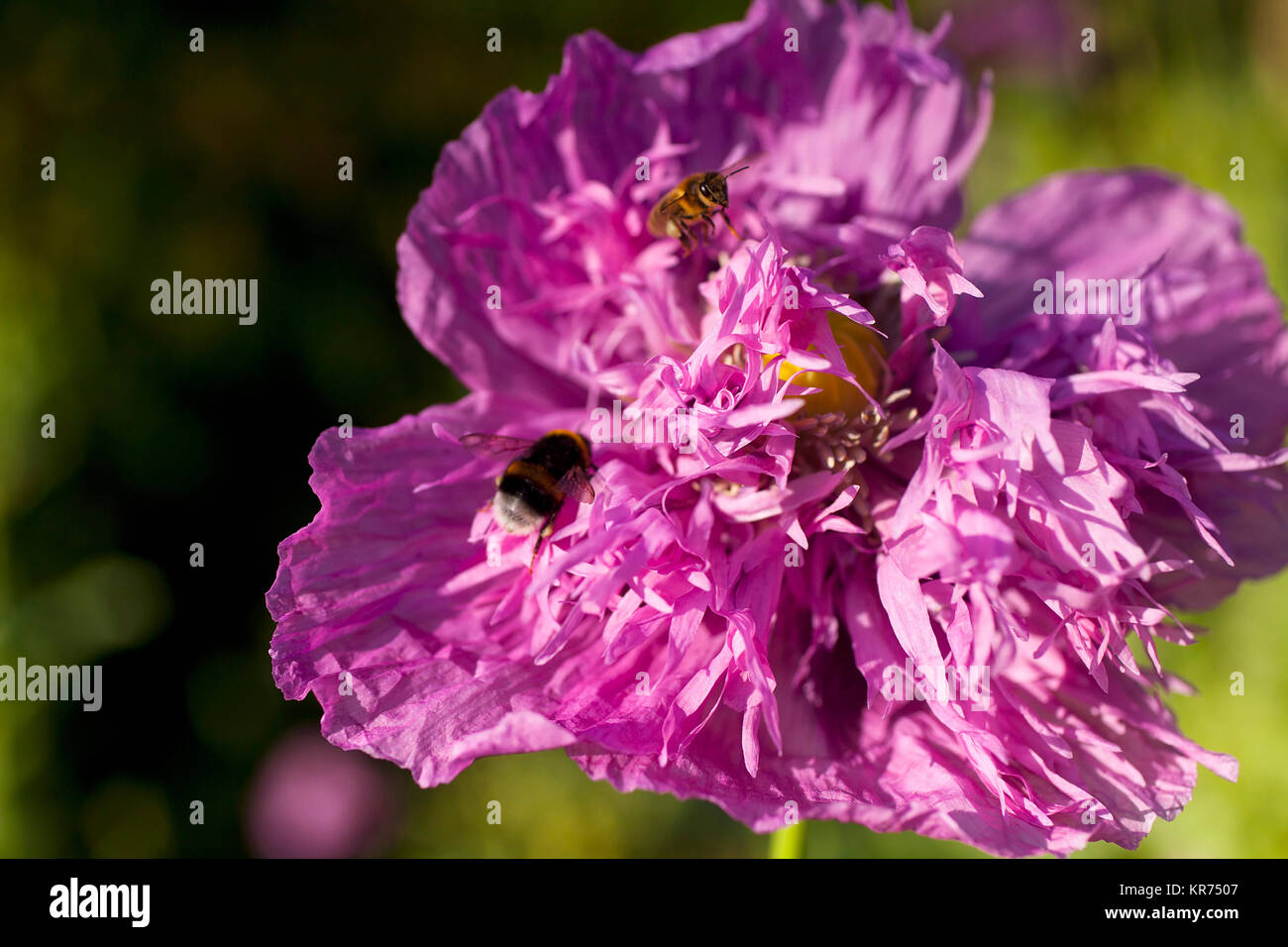 Mohn, Papver, Nahaufnahme von Lila farbige Blume wächst Outdoor mit Bienen. Stockfoto