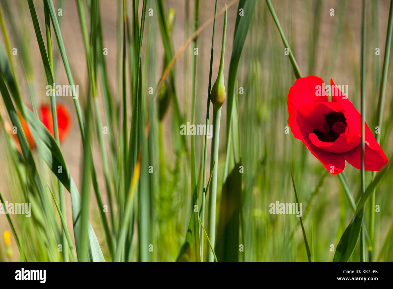 Poppy, Papaver, einzelne rote Blume wächst im Freien unter grünem Laub. Stockfoto