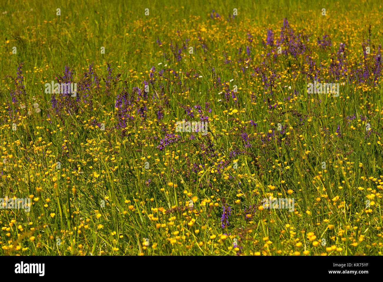 Salvia, Salbei Salvia Wild, Blau, Salvia Patens, Masse der lila Blumen wachsen im Freien im Bereich der Butterblumen. Stockfoto