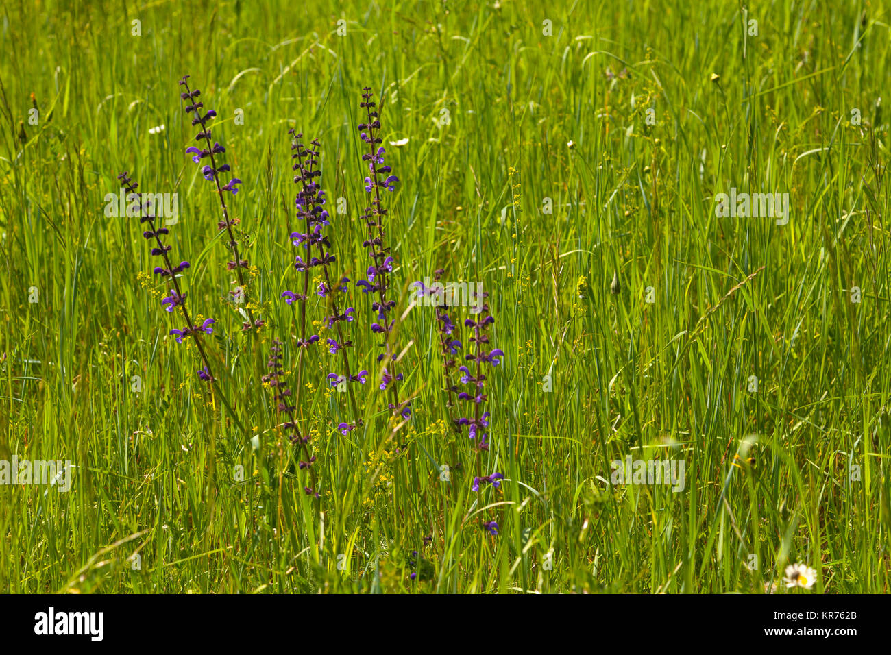 Salvia, Salbei Salvia Wild, Blau, Salvia Patens, Masse der lila Blumen wachsen im Freien im Bereich der Butterblumen. Stockfoto