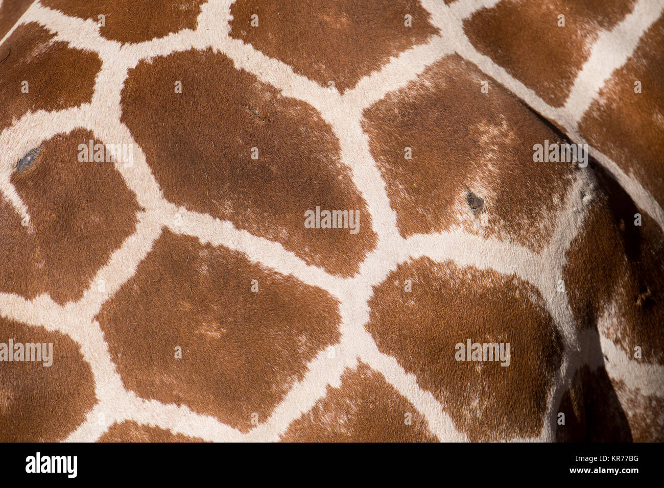 Afrikanische Giraffe, wieder ausführlich von Coat Muster. Stockfoto