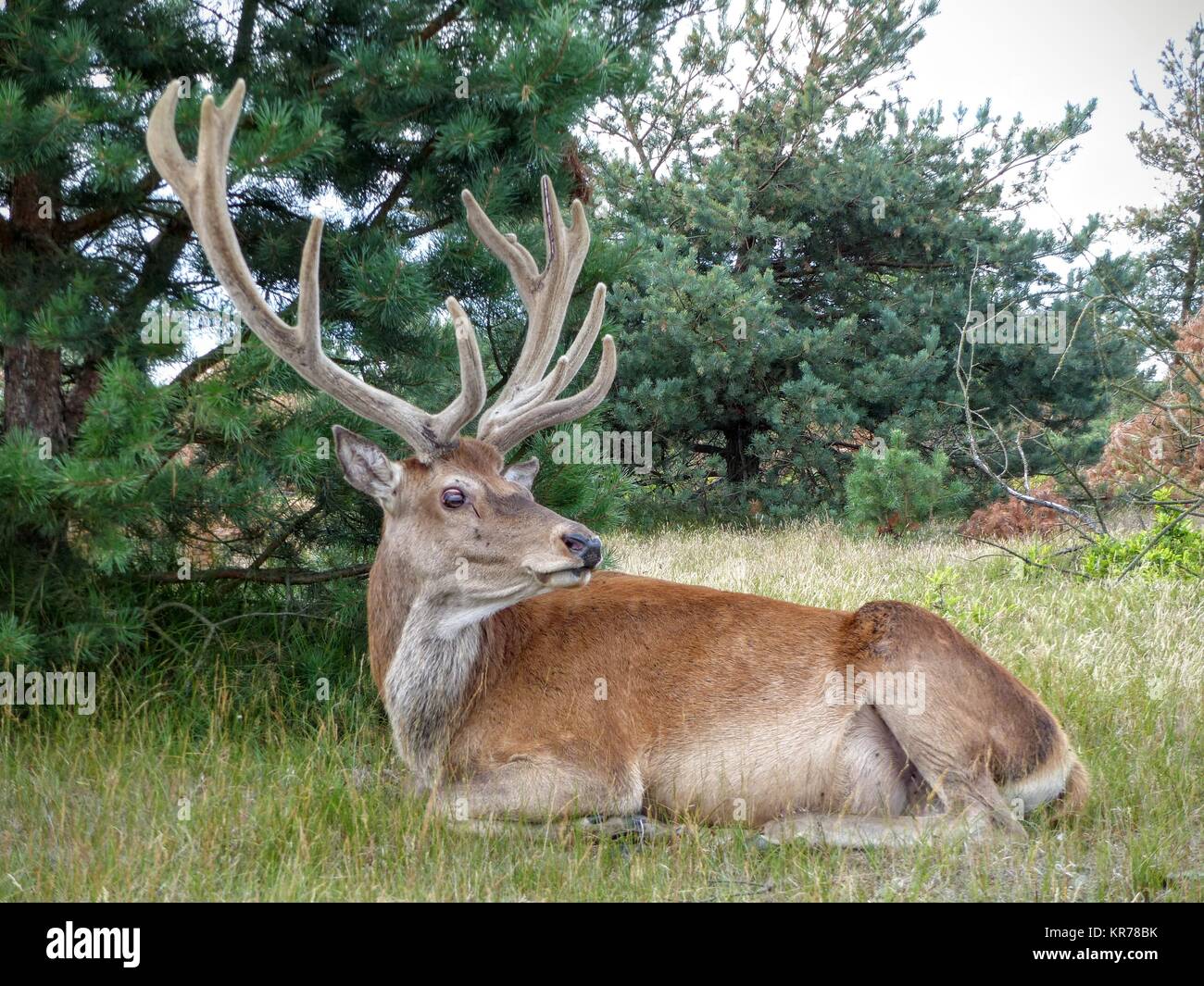 Red deer Bekanntmachungen Predator und bereitet weg zu laufen Stockfoto