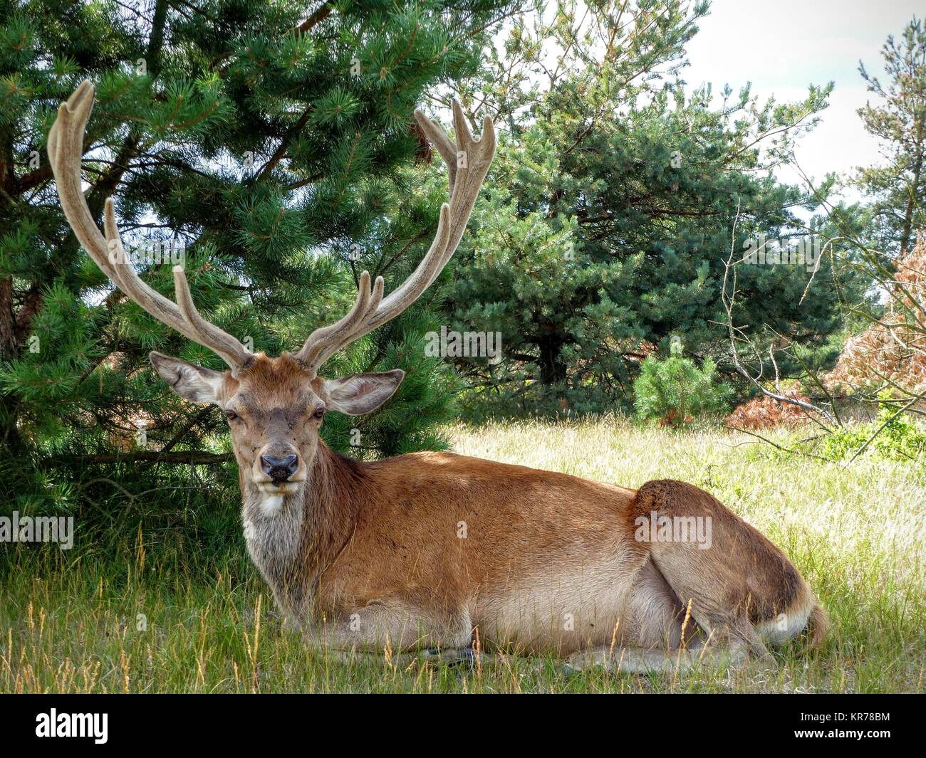 Vorderansicht des Red deer Hirsch mit großen Geweih Stockfoto