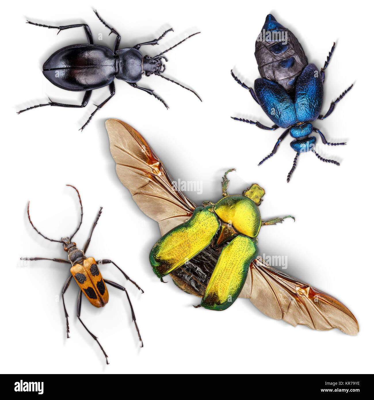 Satz von Insekten Stockfoto