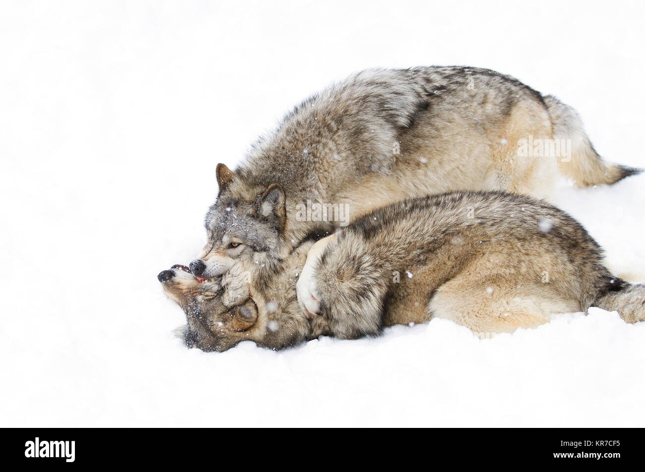 Timber Wölfe oder grauen Wolf (Canis lupus) Spielen im Schnee im Winter in Kanada Stockfoto