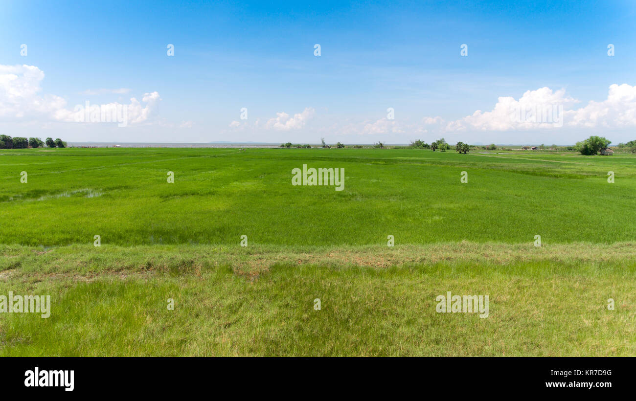 Luftaufnahme von Reis Bereich Green Grass blue sky Cloud bewölkt Landschaft Hintergrund Stockfoto