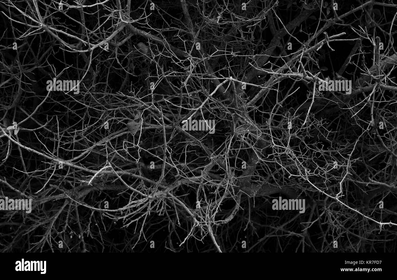Low Key Schwarzweiß gedreht von trockenen Bush, dünnen Zweigen chaotisch verteilt, abstrakte fühlen. Stockfoto