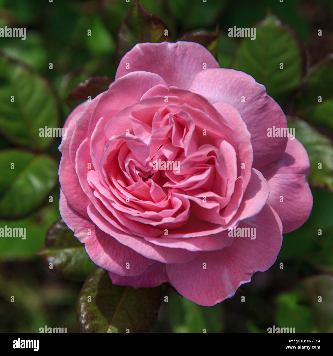 Schöne rosa nostalgische Rose in einem Garten. Floribunda rose
