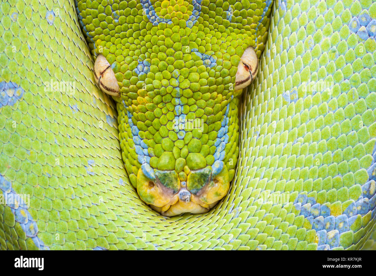 Green Tree Python (Morelia viridis) Hängen an Zweig wartet auf Beute. Erscheint eine Glockencharakteristik vom Schutz der Spulen. Stockfoto