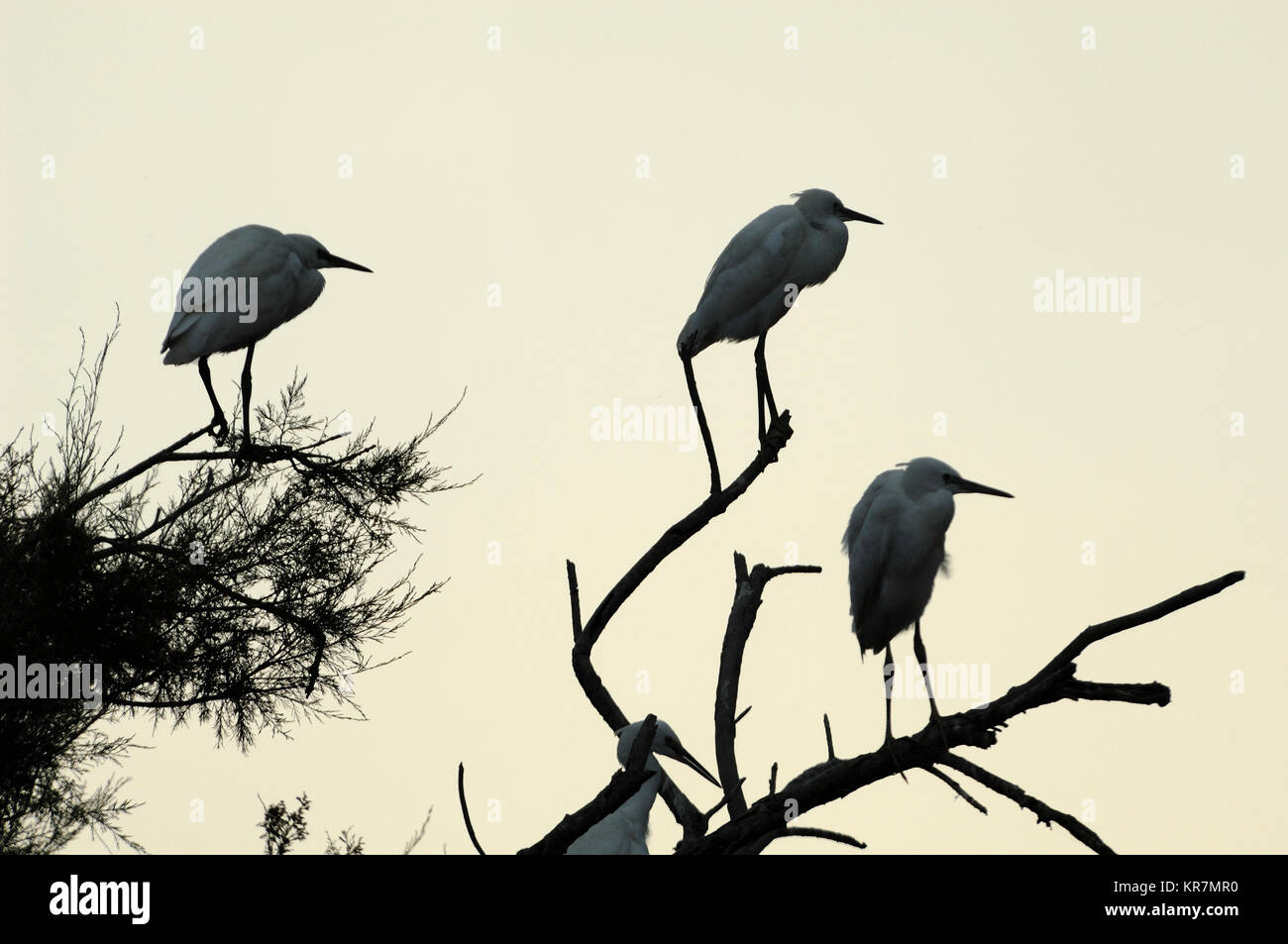 Drei kleine Reiher, Egretta garzetta, Silhouetted in Baum des Heronry oder Heron Rookery, Camargue, Provence, Frankreich Stockfoto