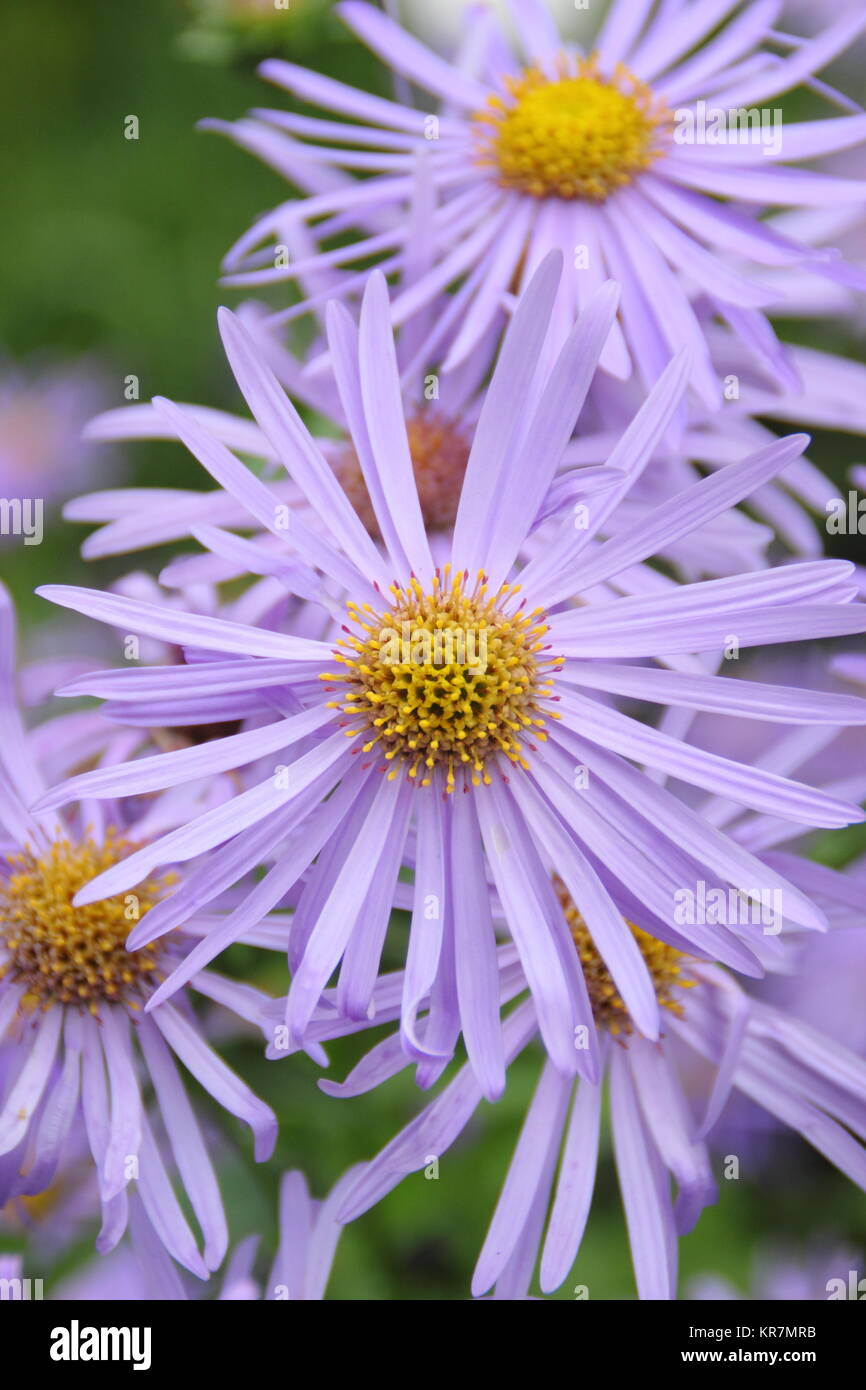 Aster frikarttii 'Monch', auch als Aster amellus 'Monch', blühende, in der Grenze ein Englischer Garten im September, Großbritannien Stockfoto