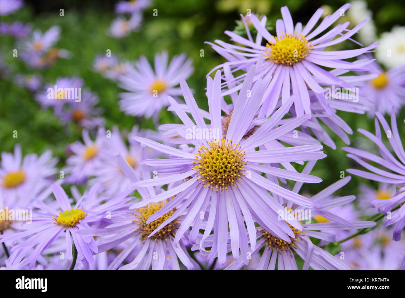 Aster amellus aster Fotos und Bildmaterial in hoher Auflösung Alamy