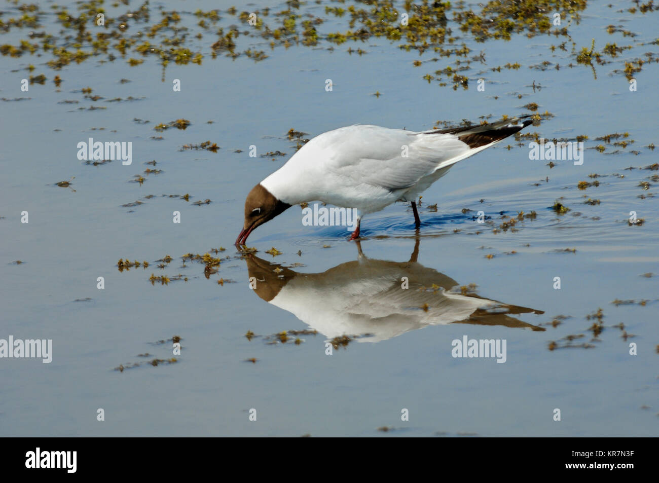 Black-Headed Gull, Larus ridibundus, Fütterung in den Untiefen der Vaccarès See oder Etang de Vaccarès, Camargue, Provence, Frankreich Stockfoto