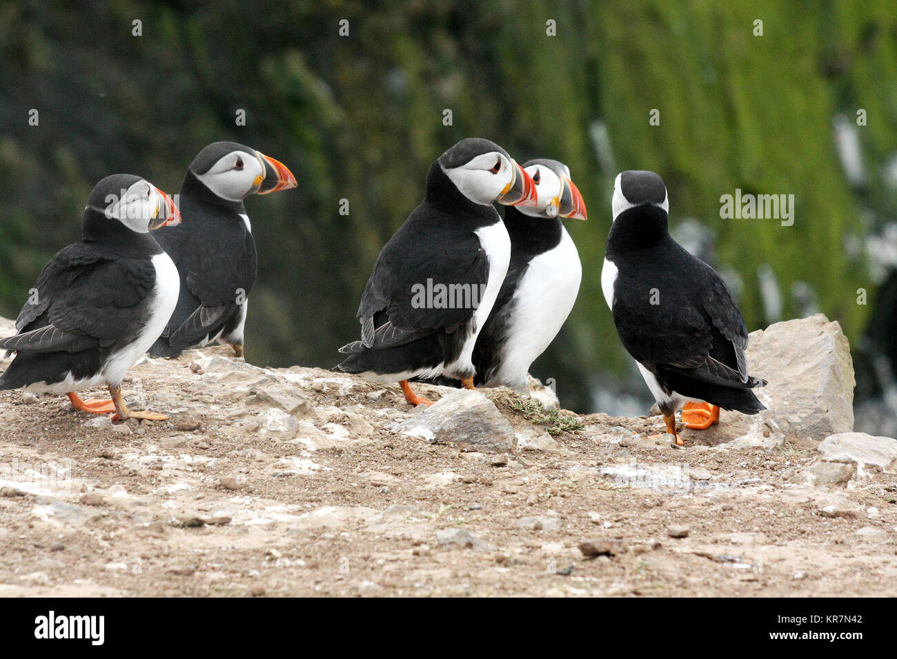 Papageientaucher auf Skomer Island, Pembrokeshire, Wales Stockfoto