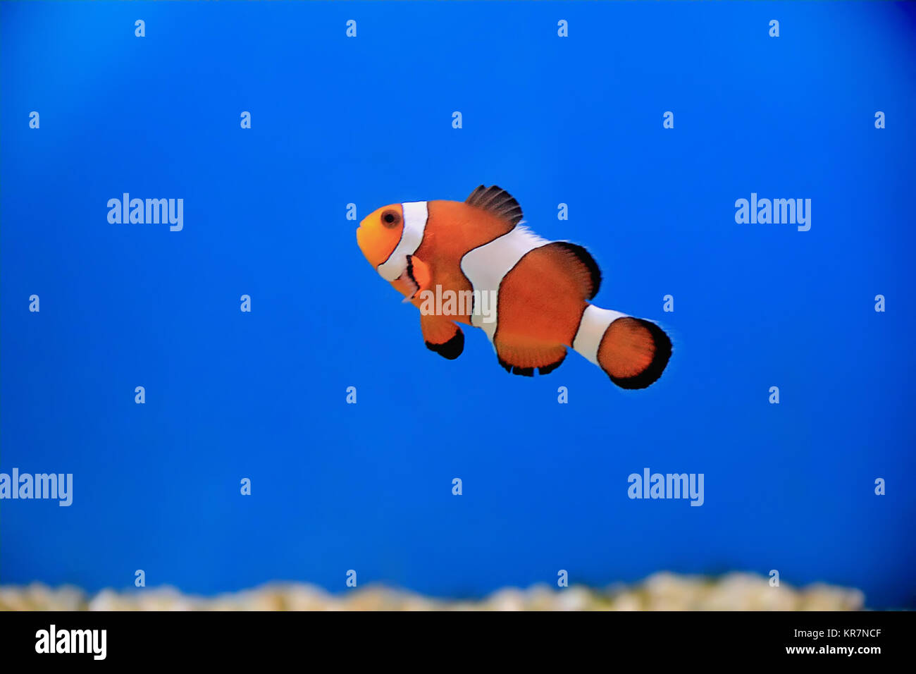 Bild der Clown Fisch im Aquarienwasser Stockfoto