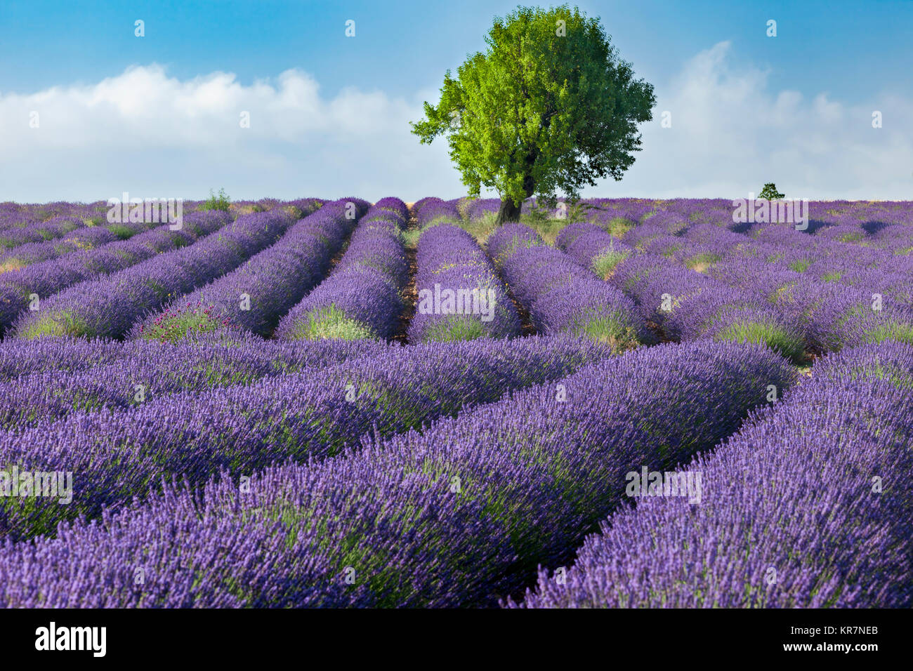 Zeilen des Lavendels auf dem Plateau von Valensole, Alpes-de-Haute-Provence, Provence, Frankreich Stockfoto
