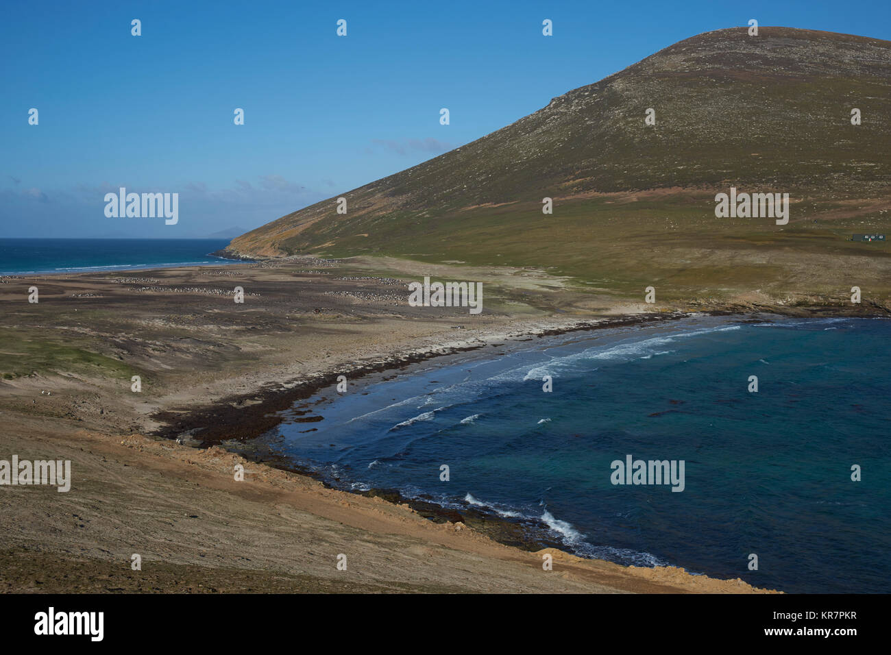 Der Hals auf Saunders Island im Falkland Inseln; zu Hause mehrere Kolonien der Eselspinguine (Pygoscelis papua) und andere Wildtiere. Stockfoto