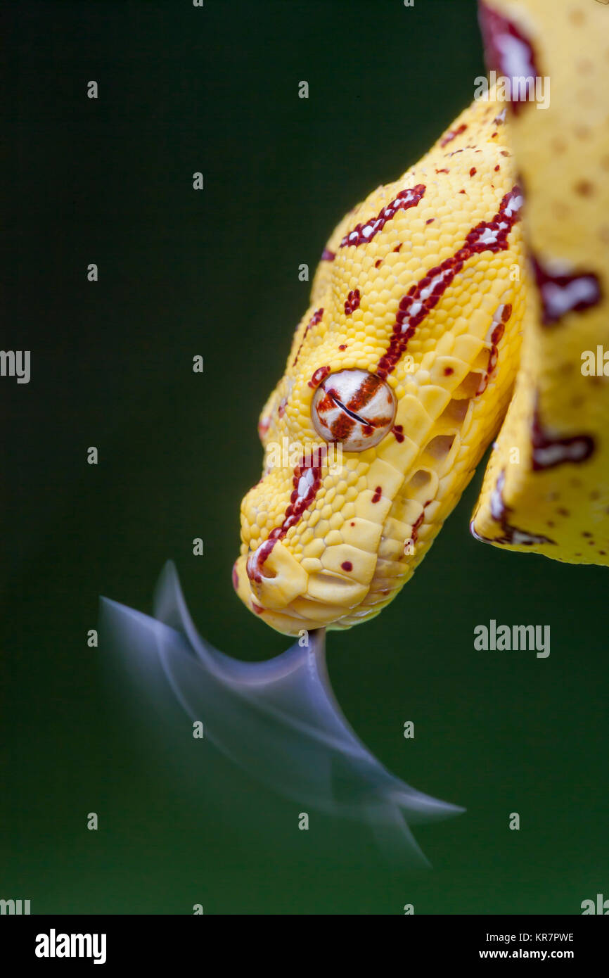 Junge Green Tree Python (Morelia viridis) hängen an Zweig flippen Zunge. Stockfoto