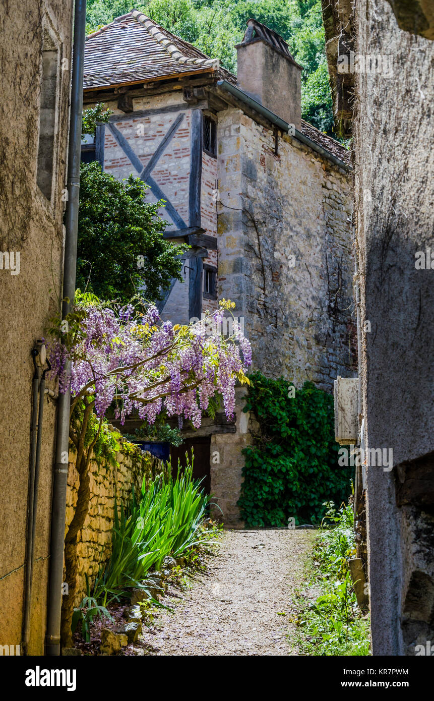 Gasse mit Glyzinien im mittelalterlichen Dorf von San Cirq Lapopie Stockfoto