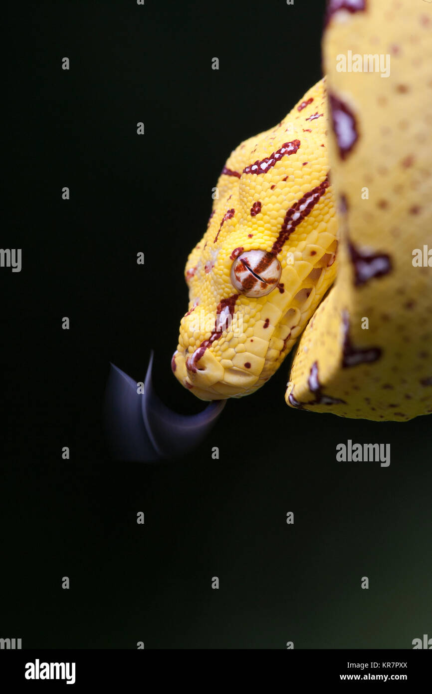 Junge Green Tree Python (Morelia viridis) hängen an Zweig flippen Zunge. Stockfoto