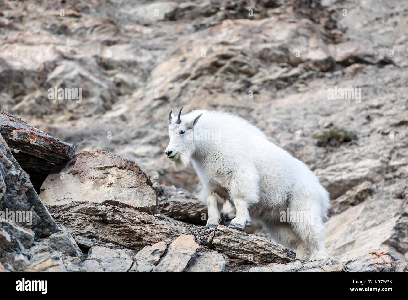 Bergziege stehend auf Felsen, Jasper National Park, Alberta, Kanada. Stockfoto