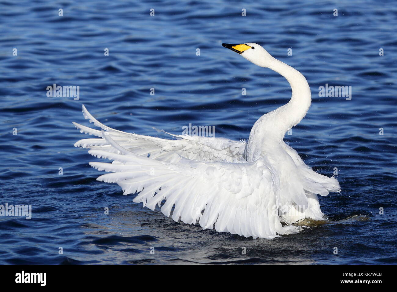 Stretching Whooper Stockfoto