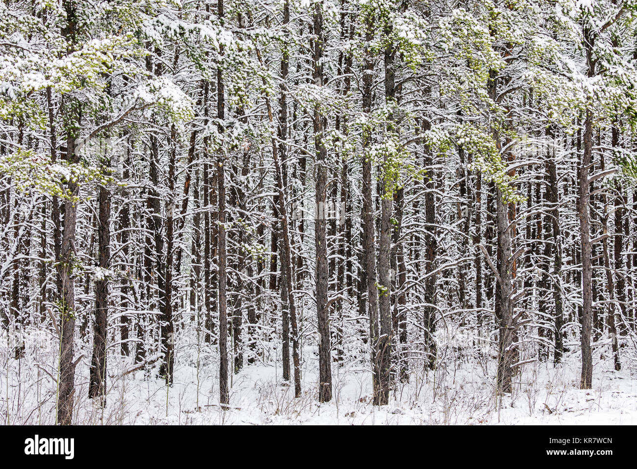 Borealer Wald im Winter, Thunder Bay, Ontario, Kanada. Stockfoto