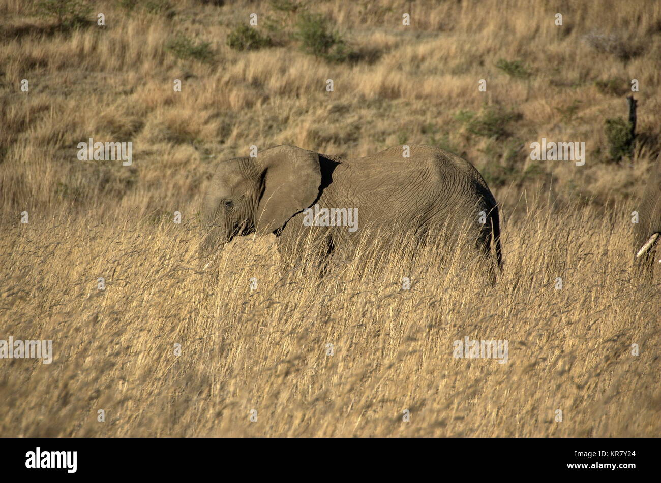 Elefanten bei der Pilanesberg National Park, North West Provinve, Südafrika Stockfoto