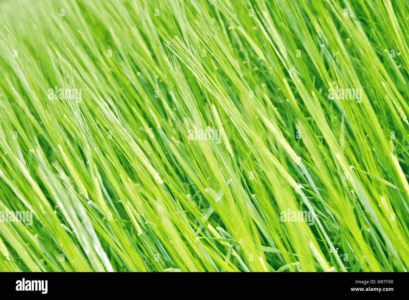 Detail der grünes Feld Stockfoto